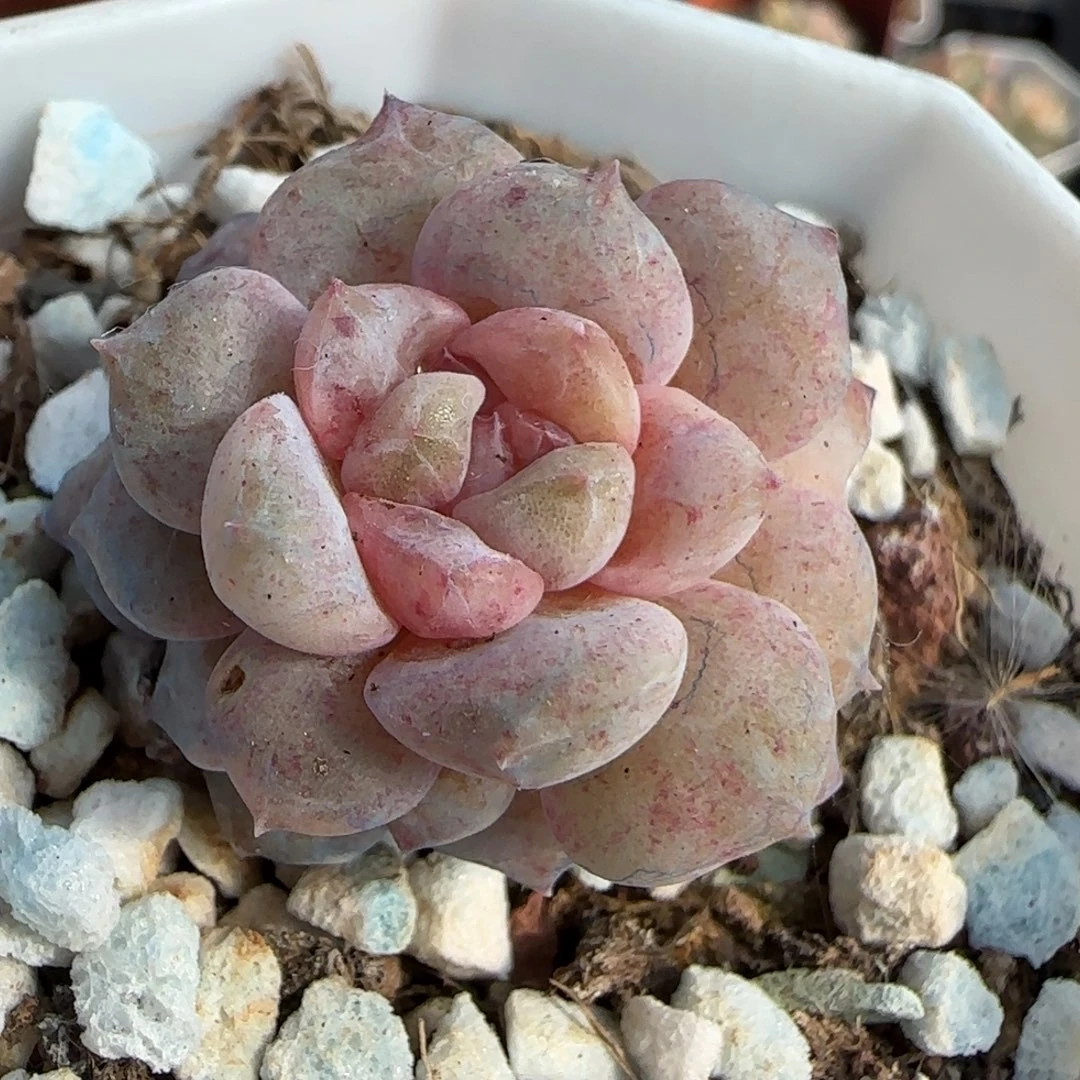 小卡拉米糖心一物一拍