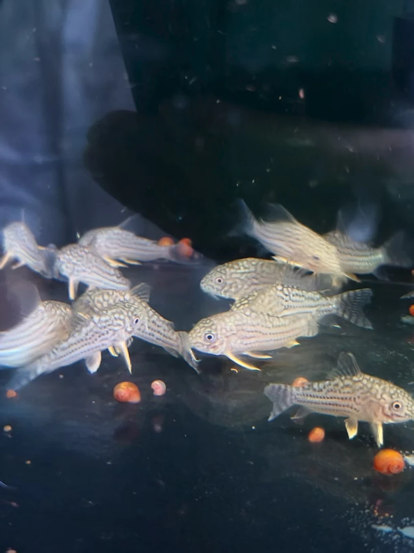 金翅珍珠鼠鱼活体热带观赏鱼底层清洁清理沉底残渣饲料