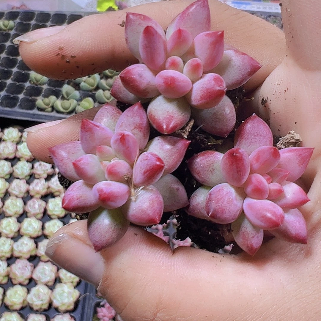 正版车厘子3个19包邮