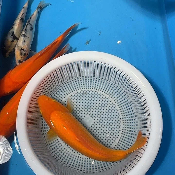 f***i海水锦鲤的故事是