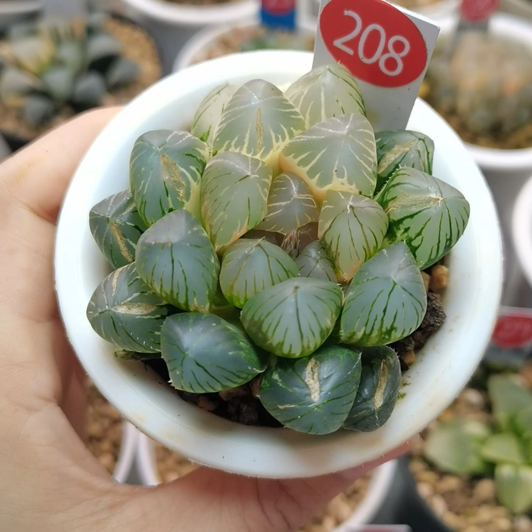 208号龙爪巨大款一物一拍带盆土发货