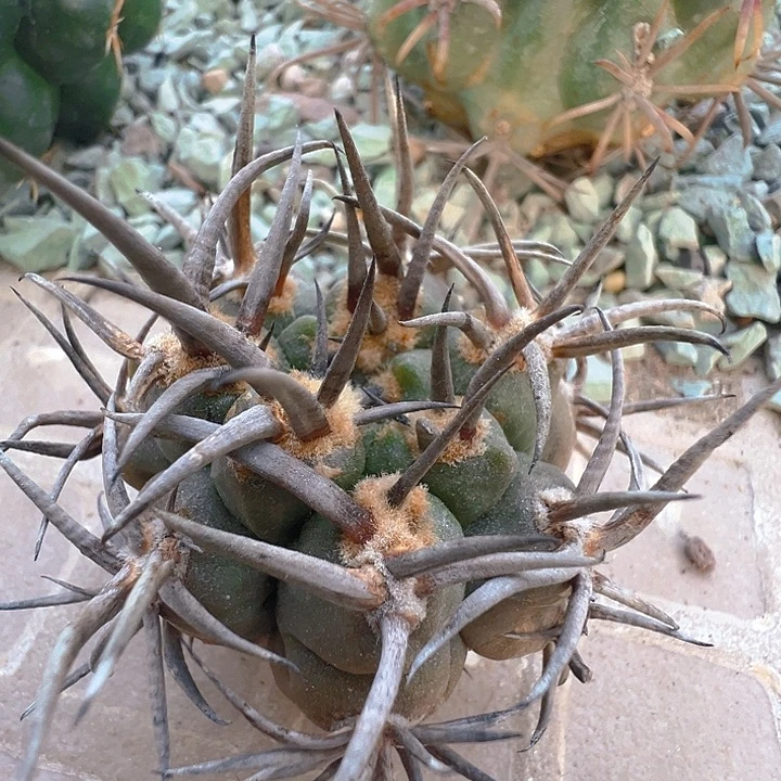 守金摩天龙。 苗接落地自根。