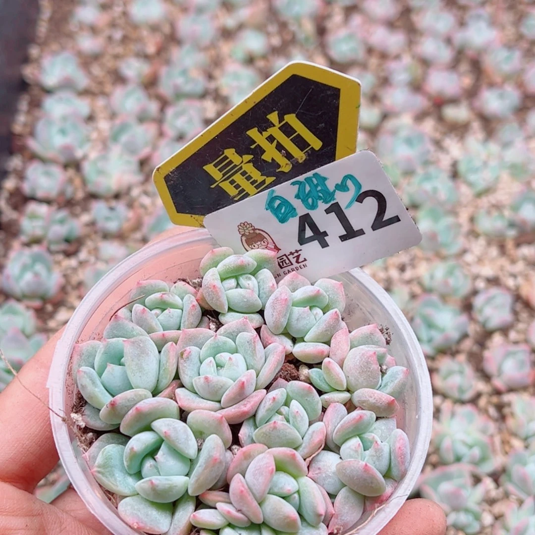 多肉植物多肉植物