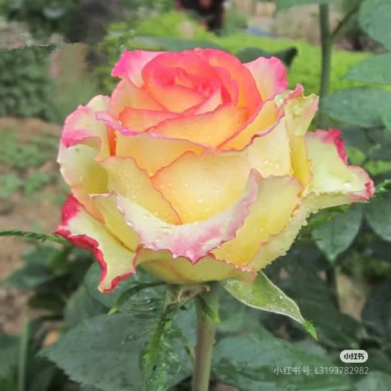 阿班斯，复色玫瑰花型高脚杯切花月季扦插中苗