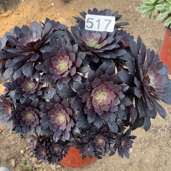 517多肉葡萄黑铜壶有断枝