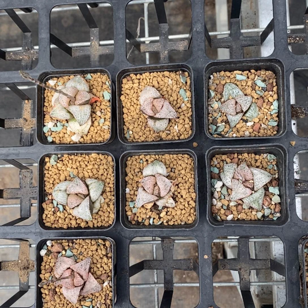 949 一颗泰姬陵 点赞福利。