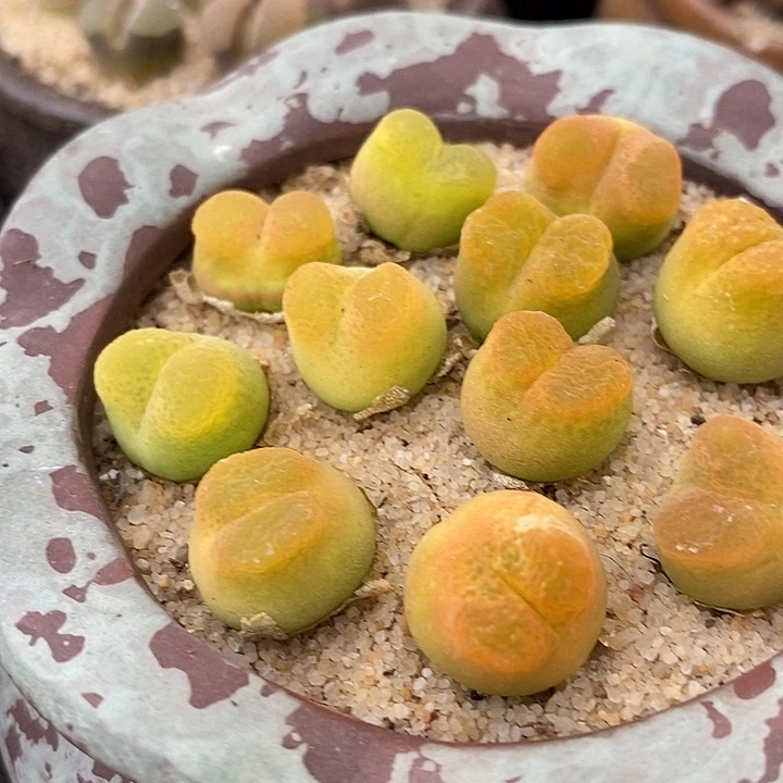 拉登杂交2颗一组。