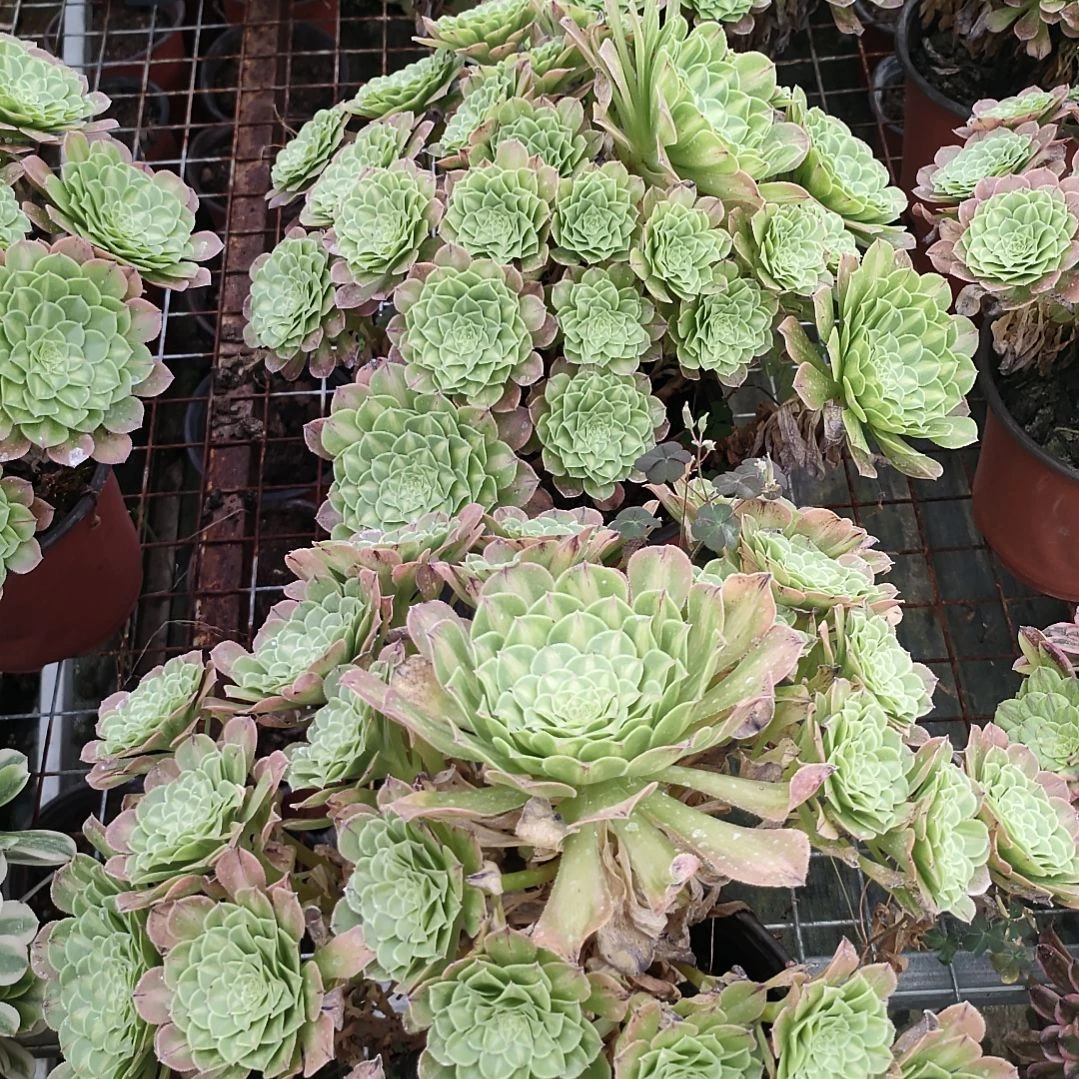 紫*多肉法师锦知否法师