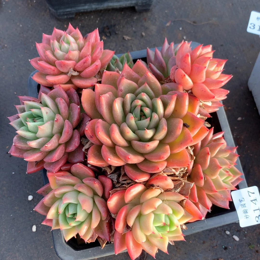 3147杂交多肉植物基地