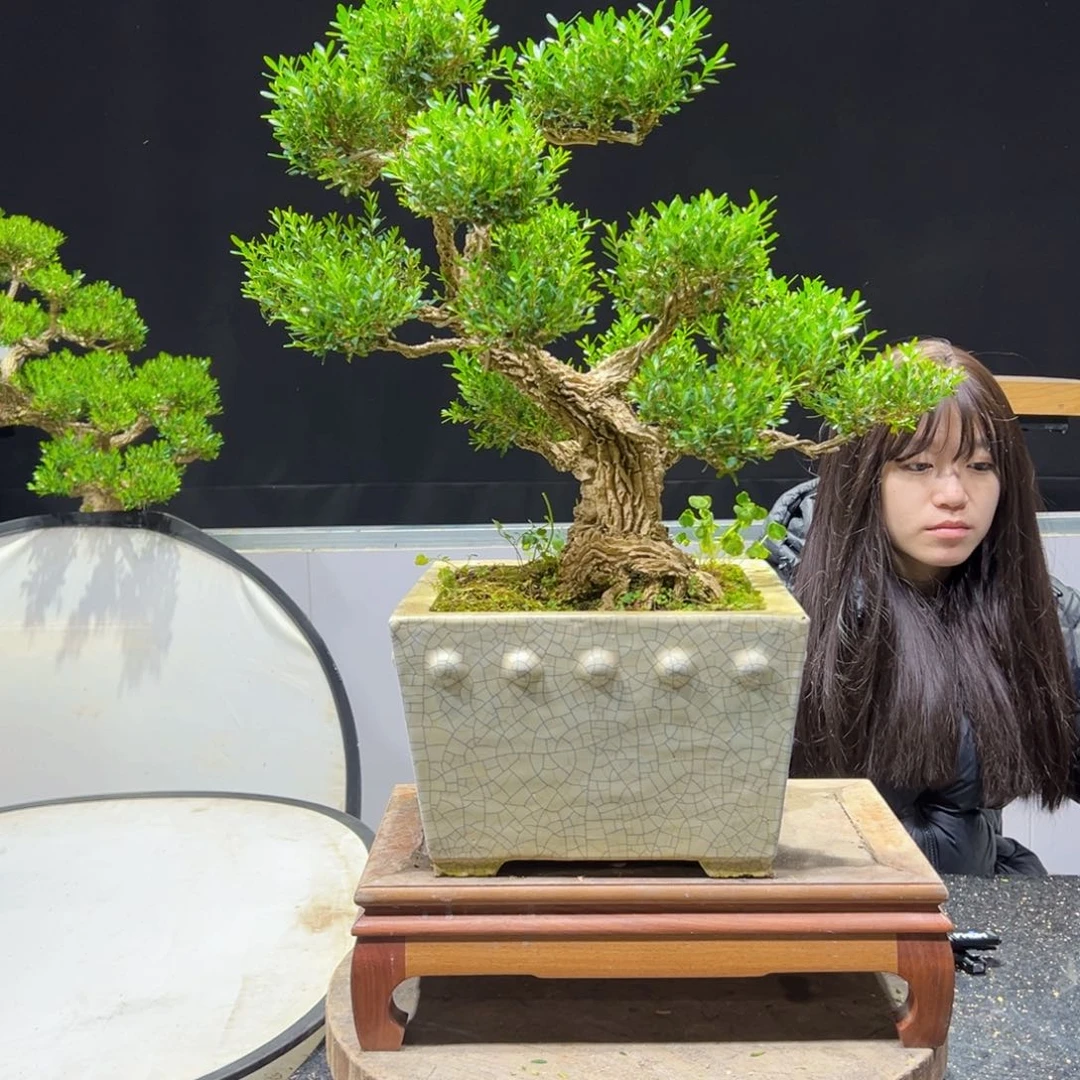 黄杨盆景老桩四季长青