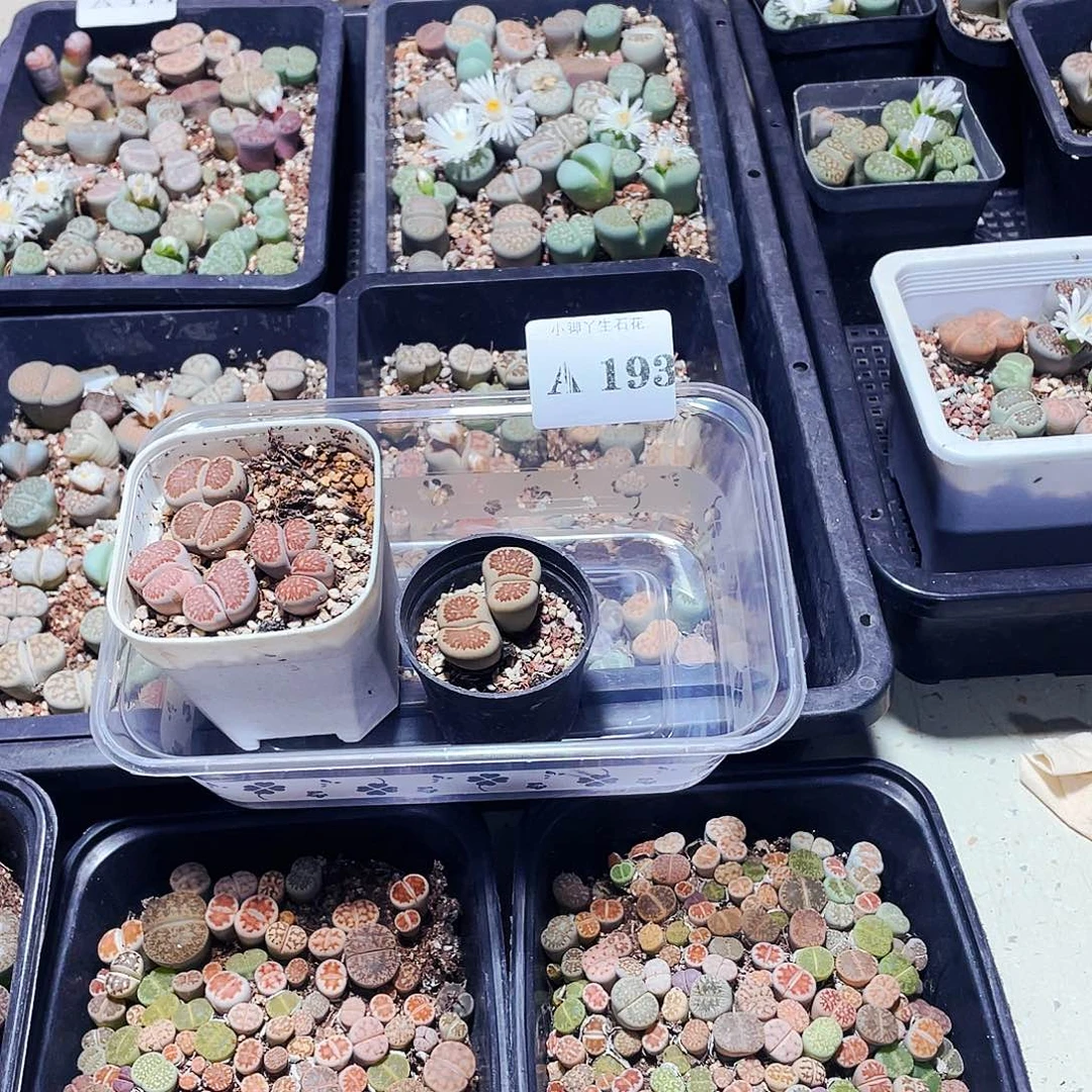 193……开播后的第一个节目是