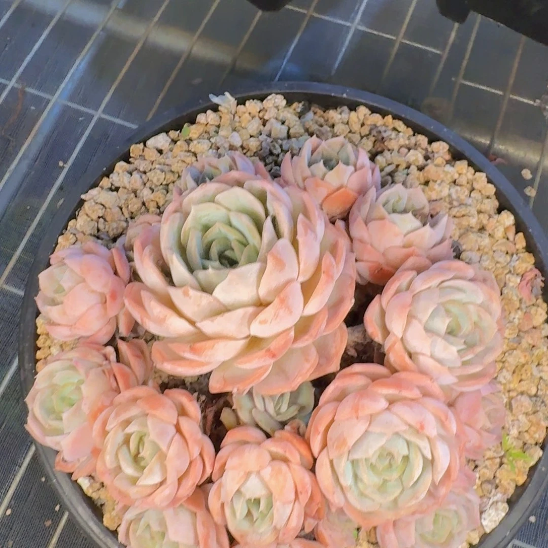 轻***鸟多肉植物的生长发育