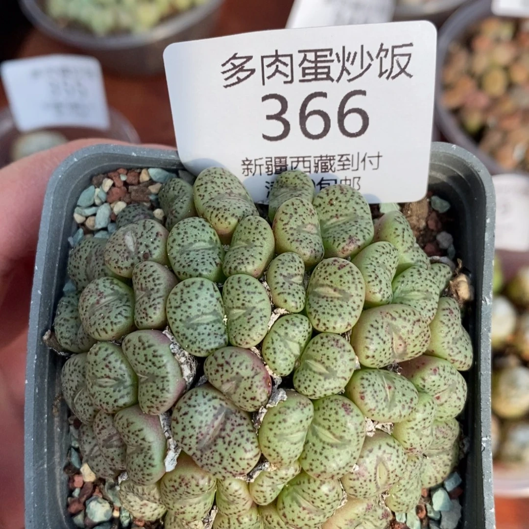 感谢您的光临，00366