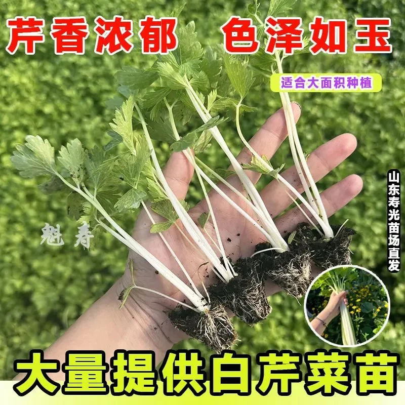 雪白实芹苗子白杆芹菜子冬季秋季高产南方四季白芹菜籽种盆栽菜籽
