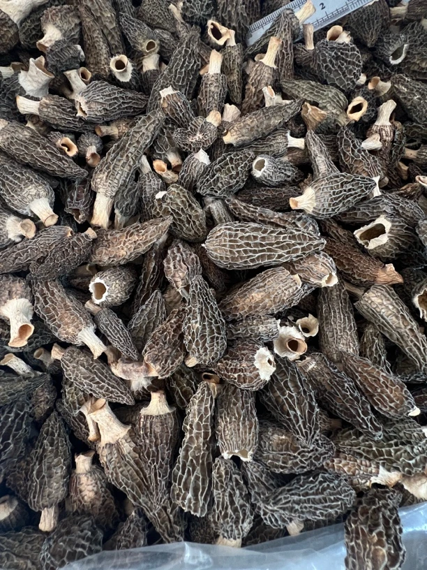 下播福利G10羊肚菌0605