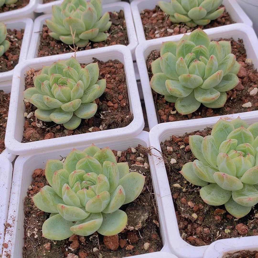 雪花珍妮2456788999