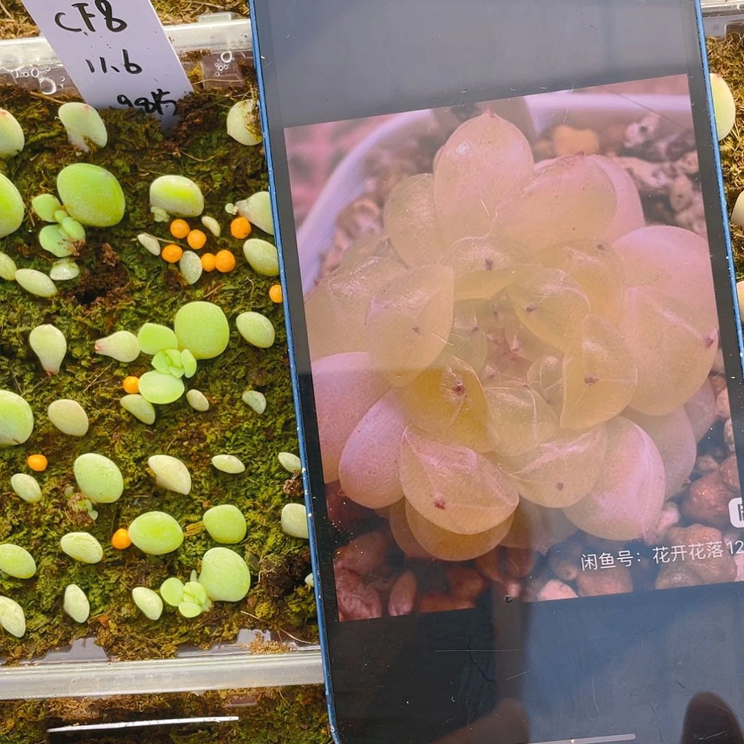 C F8 芝麻苗一个满25包邮