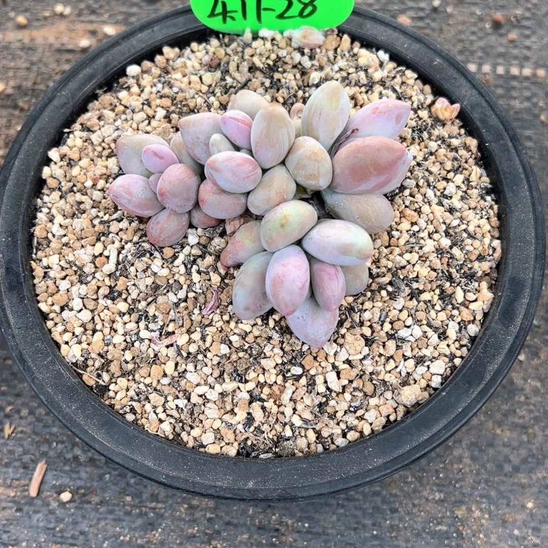 依**止4.17.28企鹅