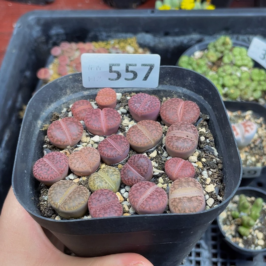 55700000000花谷花花花花