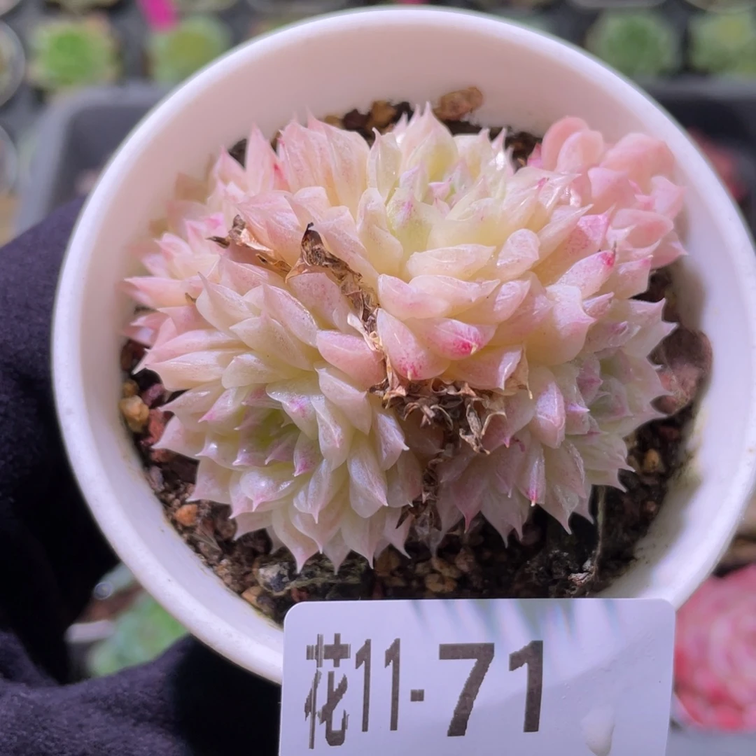 花利美11-71麦秆群