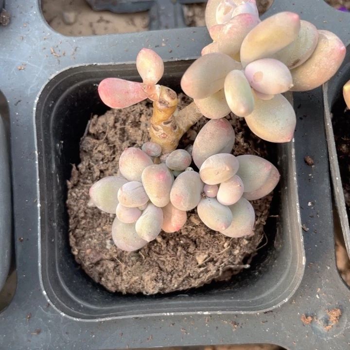 女***二一物一拍满18包邮