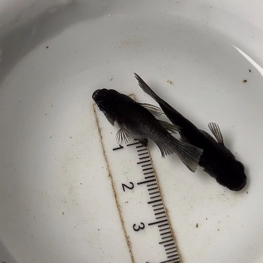 海水黑天幻龙一组25