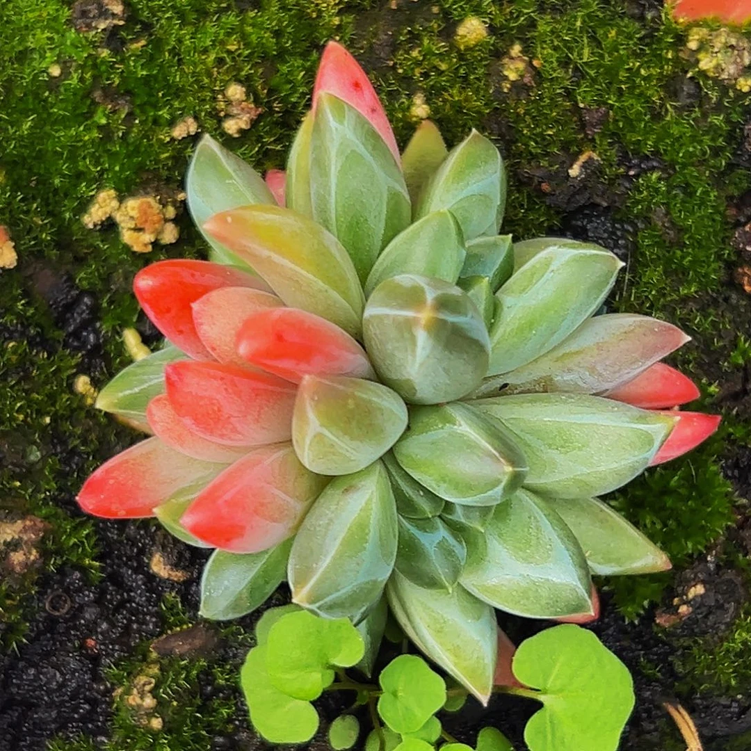 小美精品美人系列