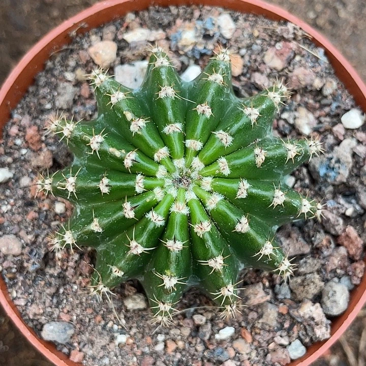 69号实生彩草带盆