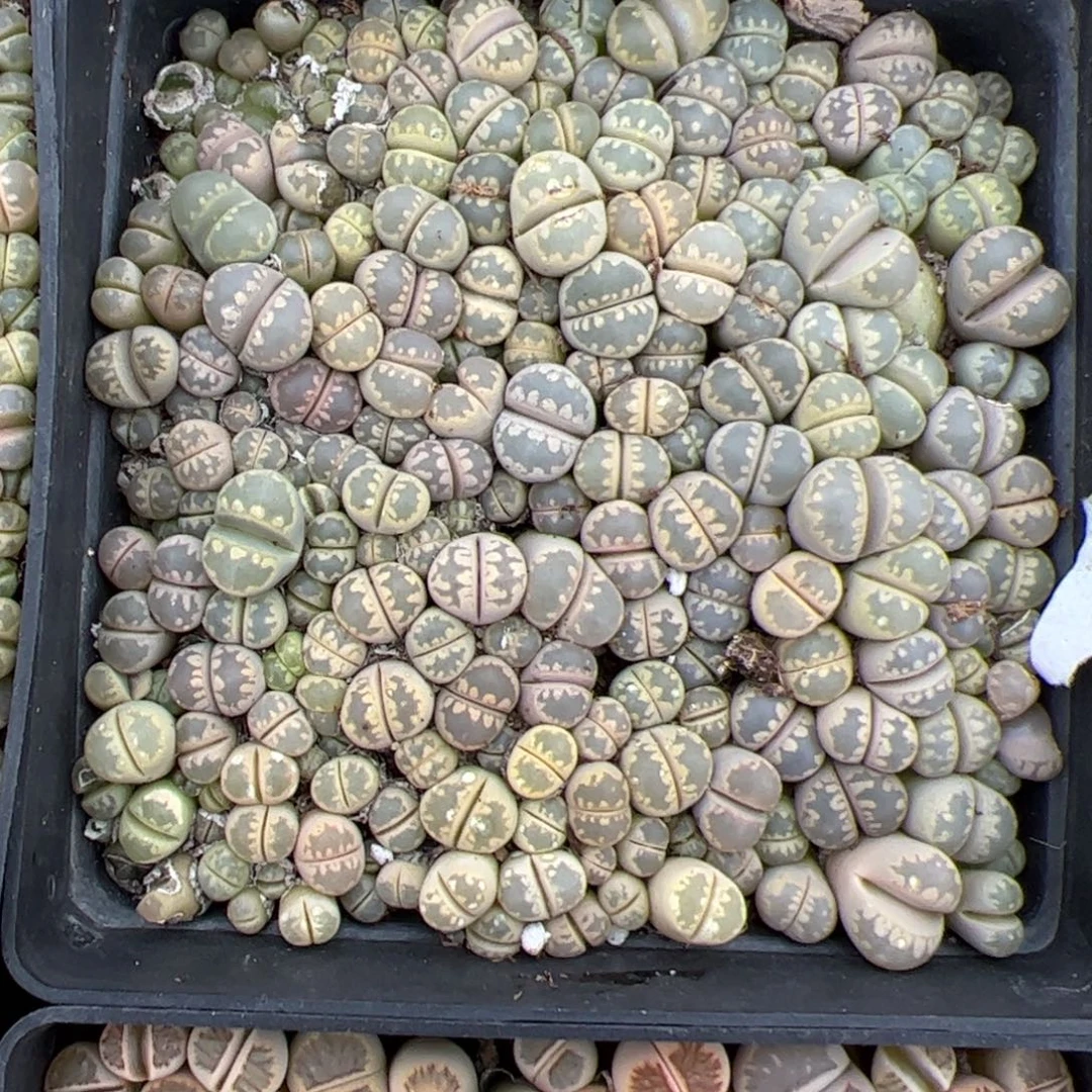 大牙齿 多肉植物多肉植物