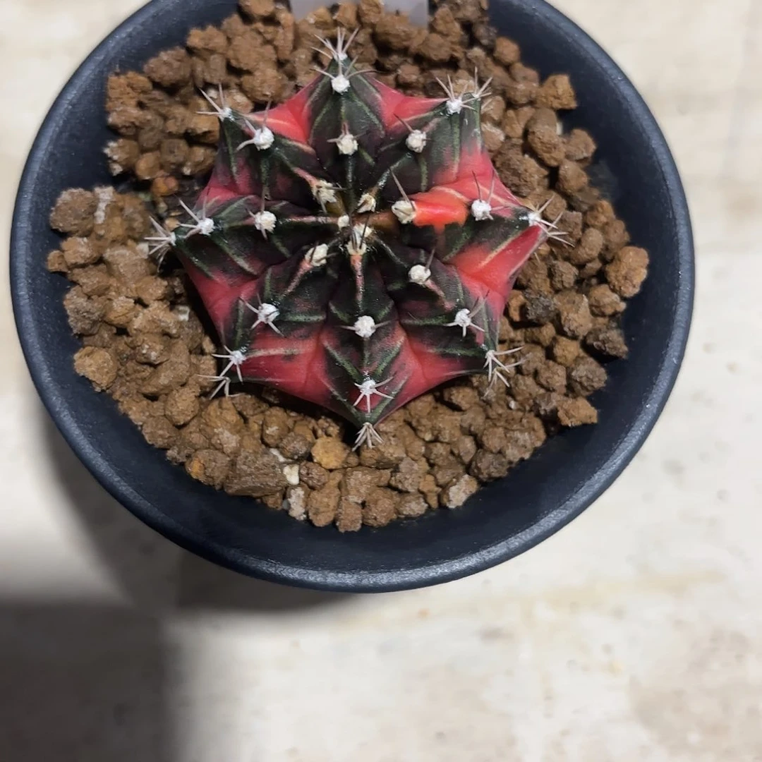 285-0624泰国发货多肉