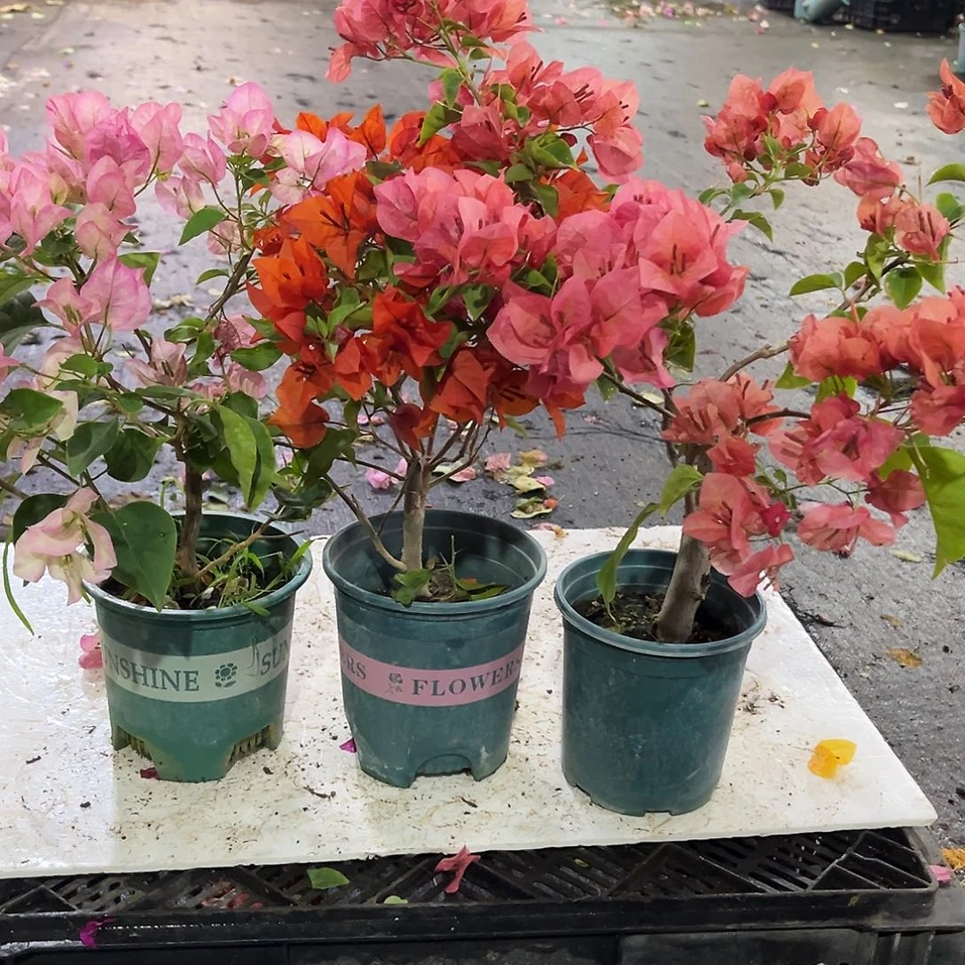 完全开放五宝，不甜西瓜，红桑巴