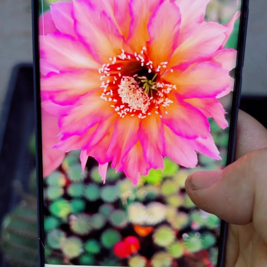 下83彩草91 歪无根侧芽5公分左右20包邮