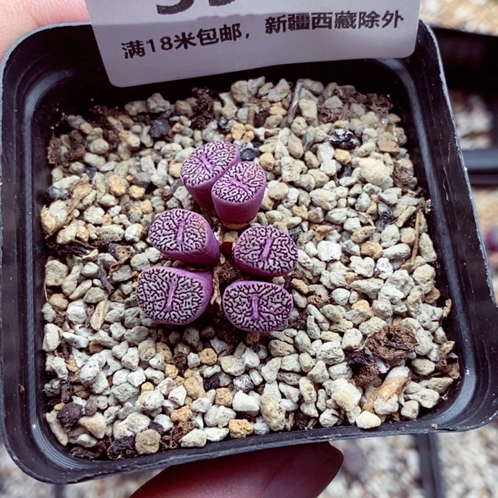 天***才3633。
