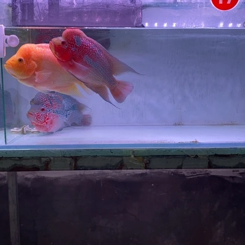 海水鱼鸿运罗汉一条aaa