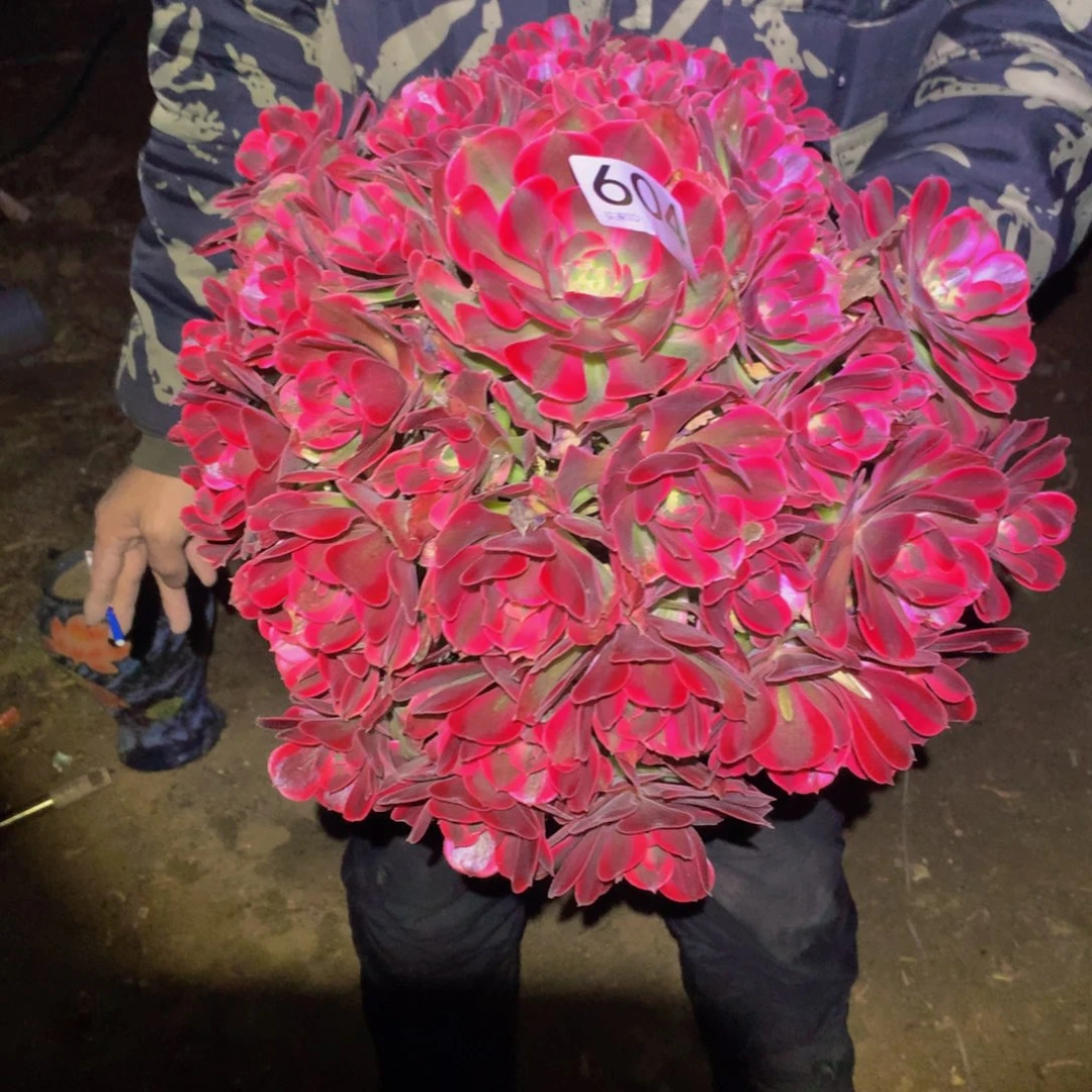 法师多肉植物604