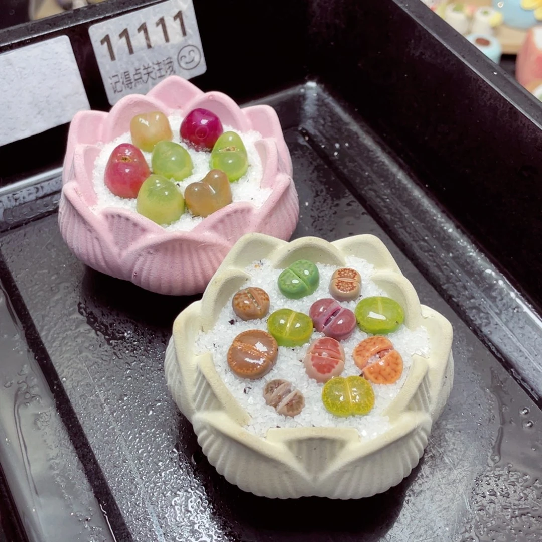 w11111一份两盆量拍