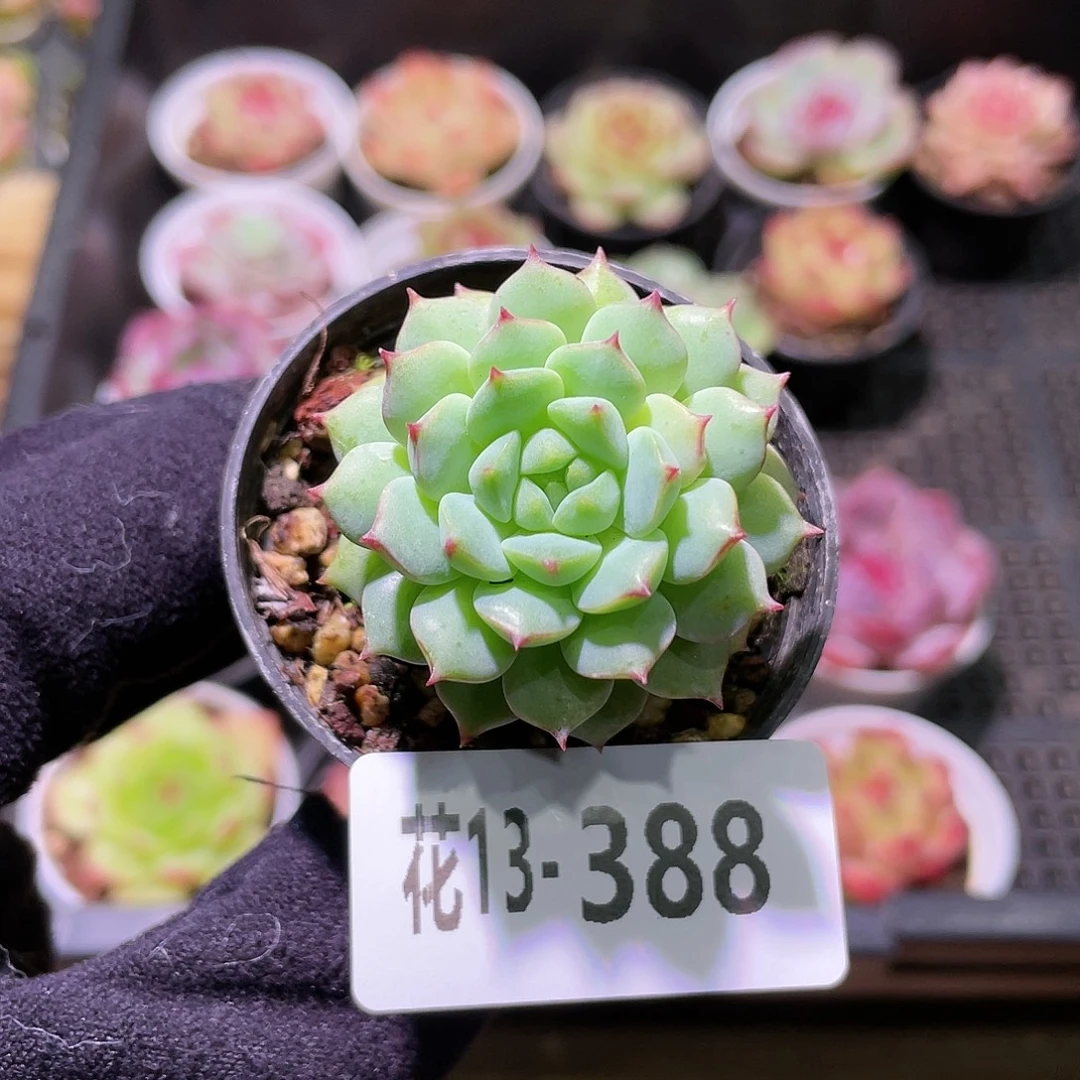 花利美13-388熊猫脸