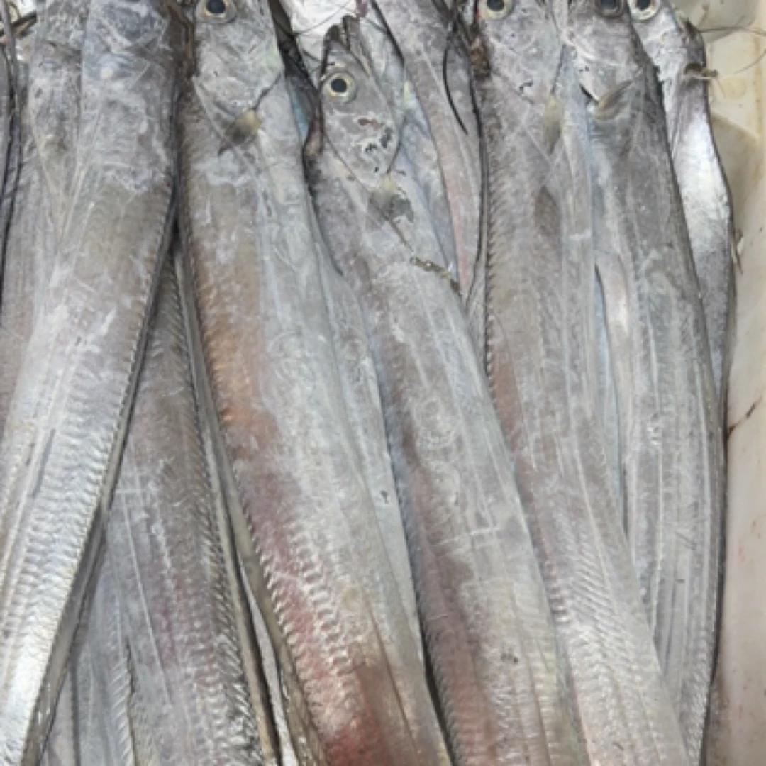 钓带 1条4两左右(一条8块）