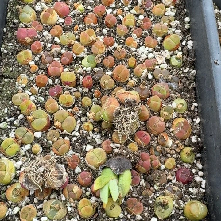 点**8水蜜桃福利福利福利福利