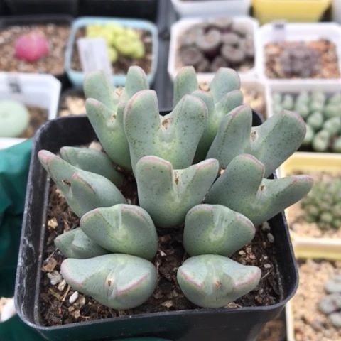 多肉肉锥 15头大眼睛少将