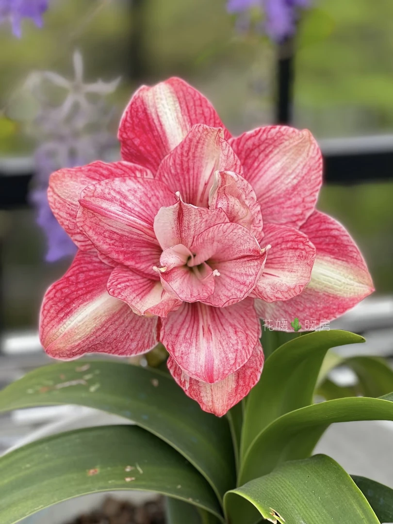 【交响曲】台朱朱顶红 包对版 不包后期养护