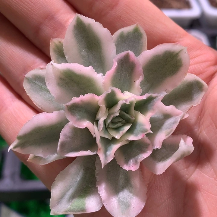 紫蝴蝶锦，锦哥多肉