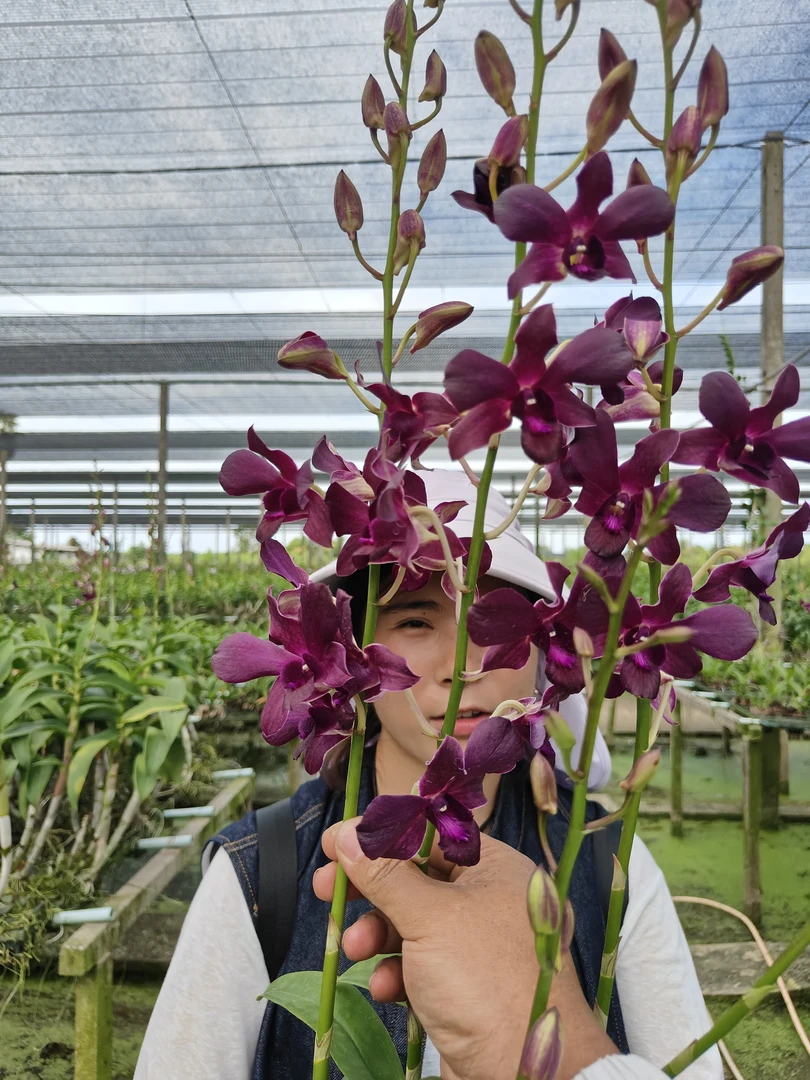 预售｜蜡质黑蝴蝶2颗