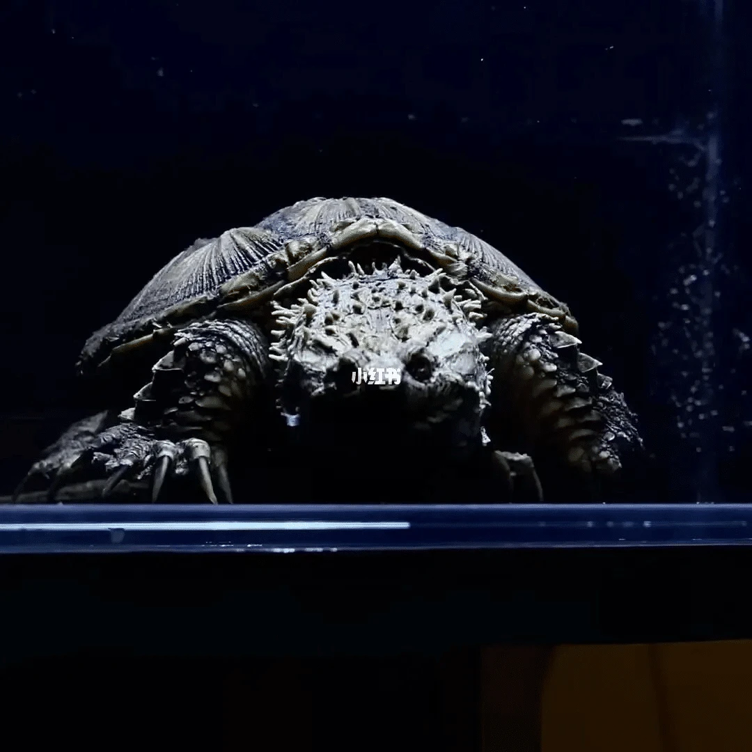 【老叁龟业】爆刺佛鳄大小亚成活物水族观赏宠物龟