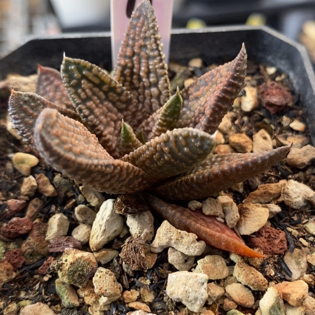 11大理石女王一物一拍