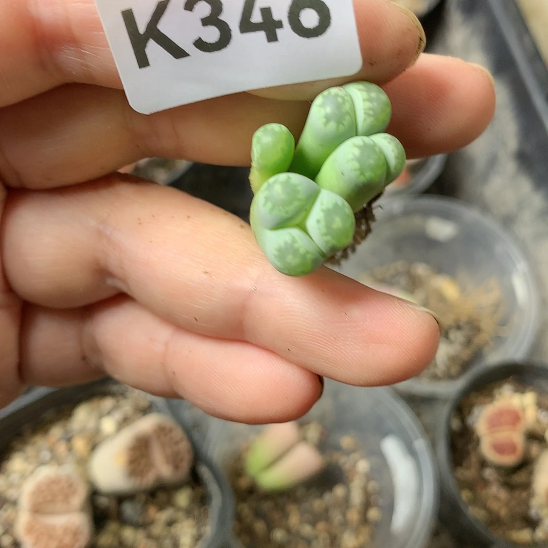 K346多肉植物保护