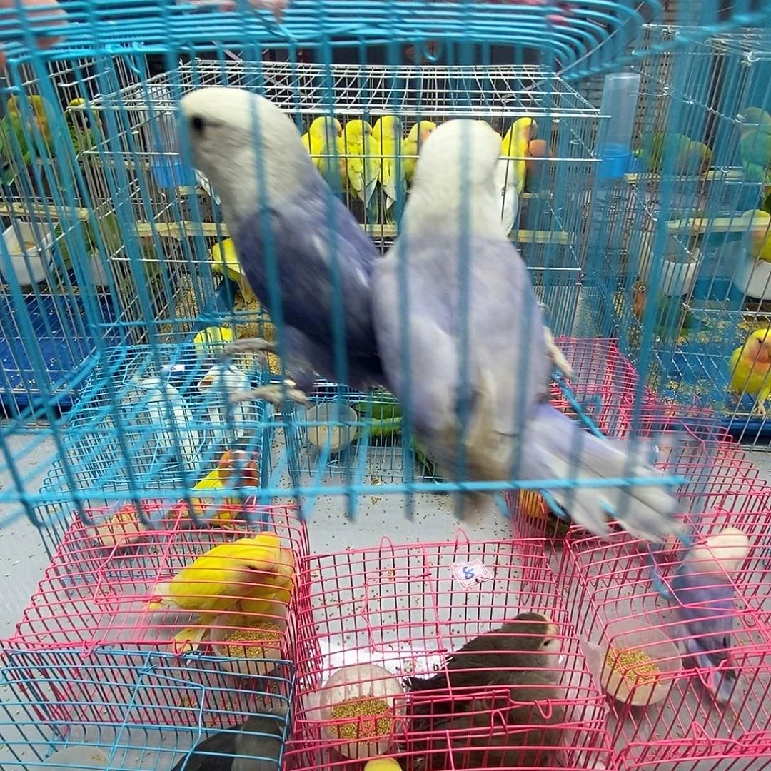 馨***苑桃脸牡丹鹦鹉紫闪熏