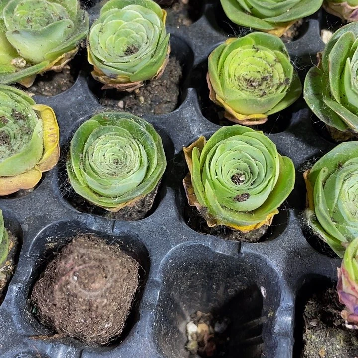 3颗小耶罗玫瑰3颗