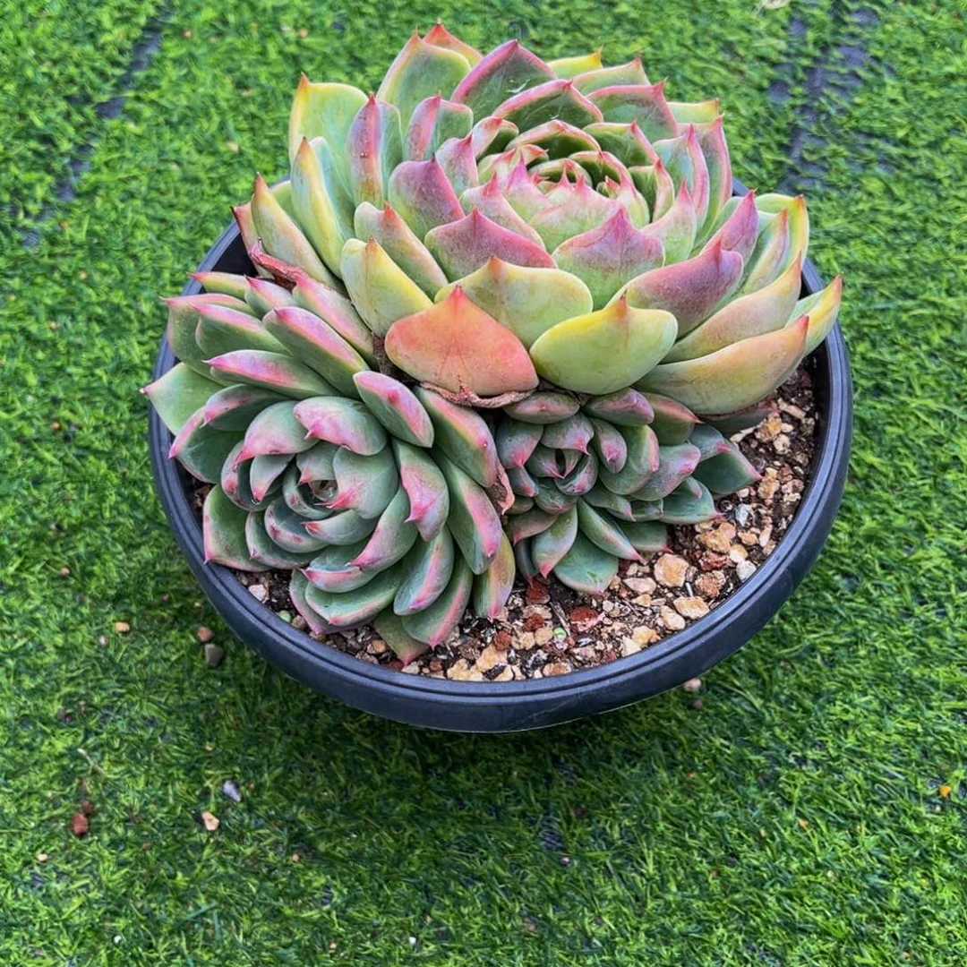 一物一拍多肉植物