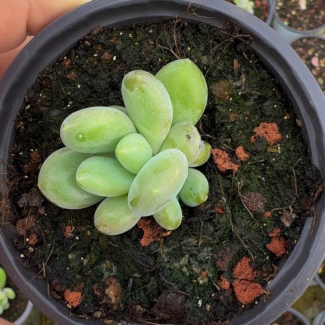 奶龙 叶插 一物一拍